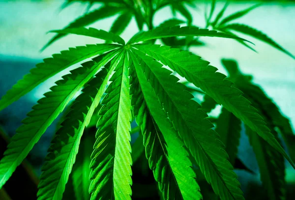 Cannabis Plant Leaves Dark Color Background — ストック写真