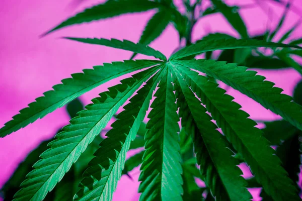 Cannabis Plant Leaves Dark Color Background — Fotografia de Stock