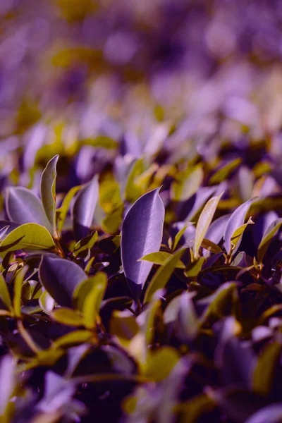 Feuilles Vertes Sur Fond Flou Dans Jardin — Photo