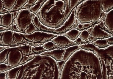  illustration. natural skin textures