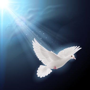 White dove in sunlight clipart