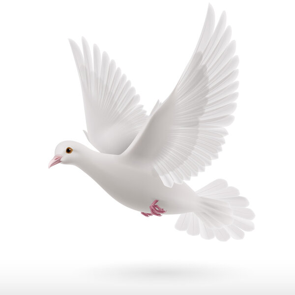  White dove