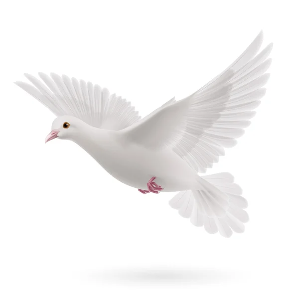 鳩ストックベクター ロイヤリティフリー鳩イラスト Depositphotos