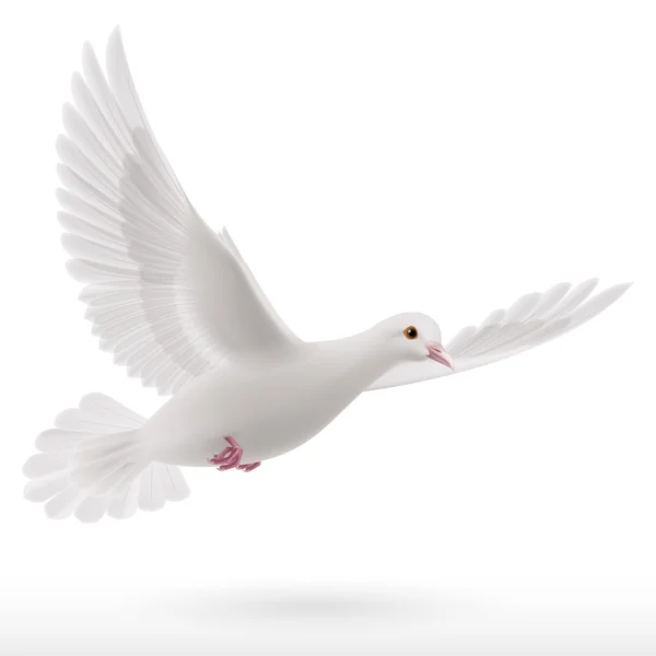 White dove — Stock Vector