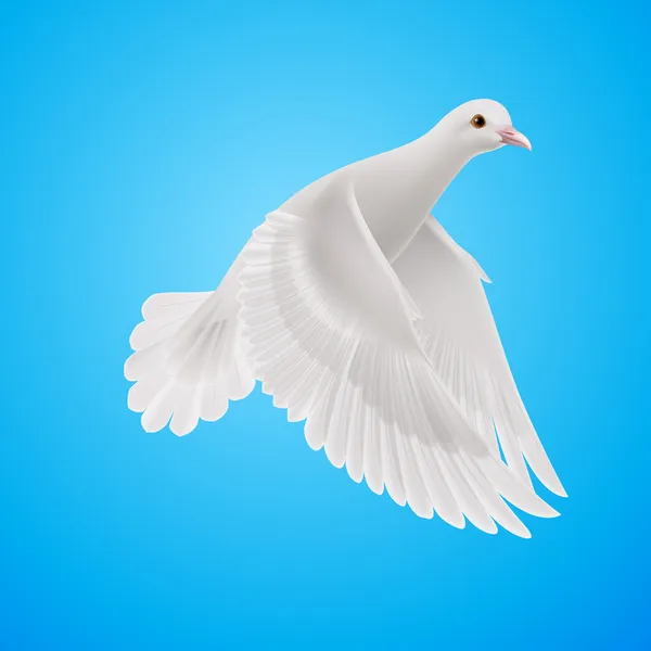 Белый голубь — стоковый вектор