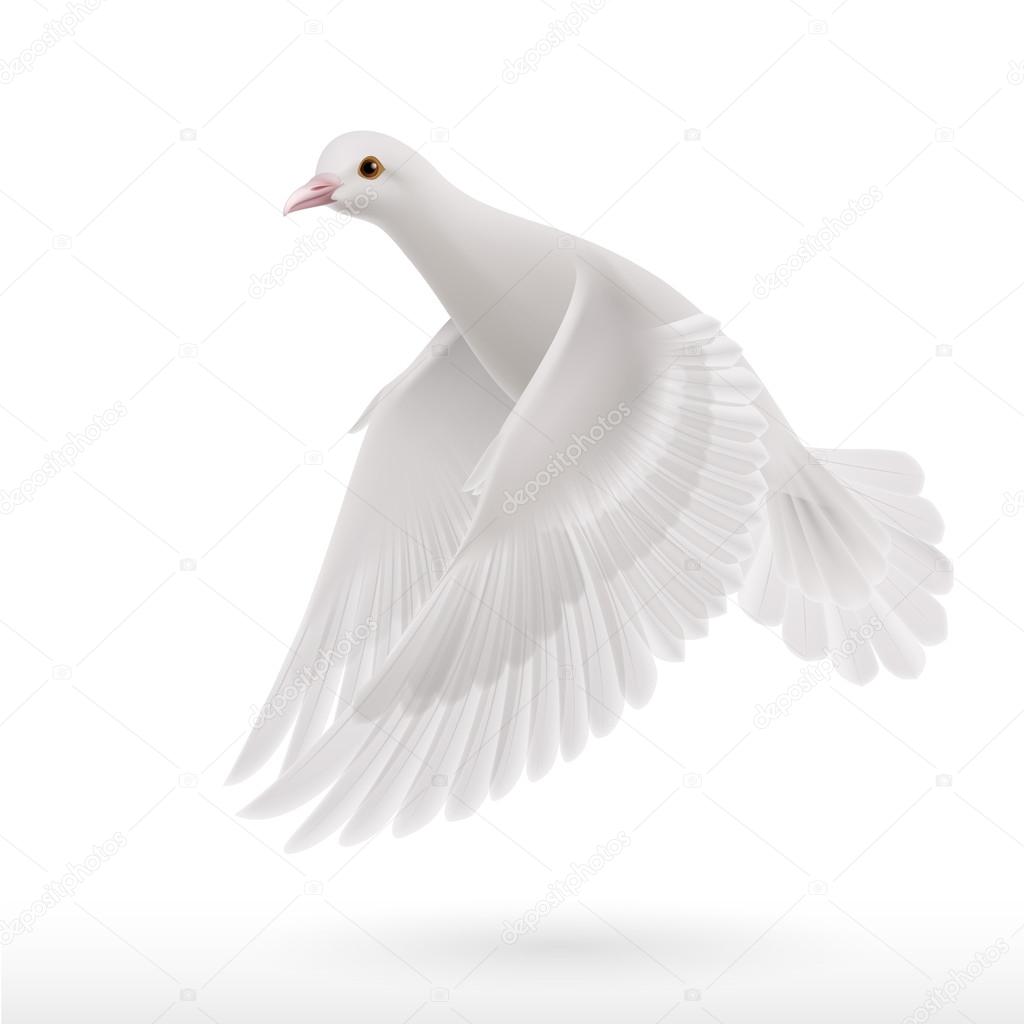 White dove