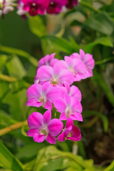 Roze orchid — Stockfoto