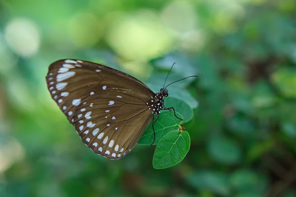 Black exotic butterfly on the plunt — Stock Photo, Image