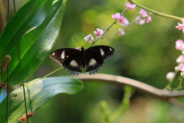 Black exotic butterfly on the plunt — Stock Photo, Image