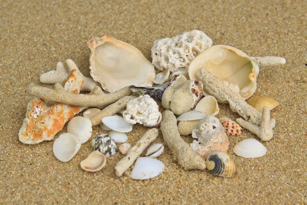 Shells and corals on the sand — Stock Photo, Image