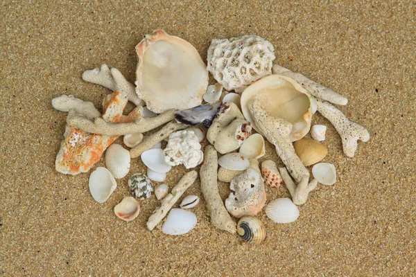 Schelpen en koralen op het zand — Stockfoto