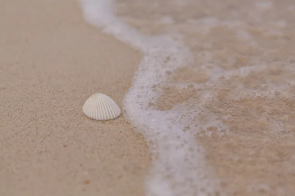 Shell laut dan gelombang busa — Stok Foto