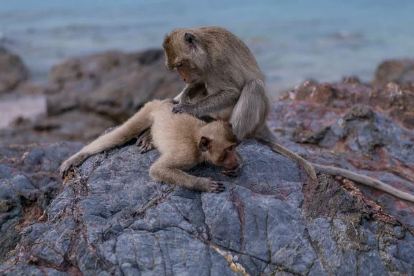 Monkeys — Stock Photo, Image