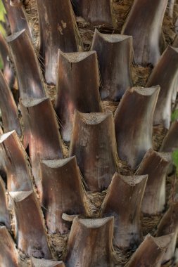 palmiye ağaç gövdesi