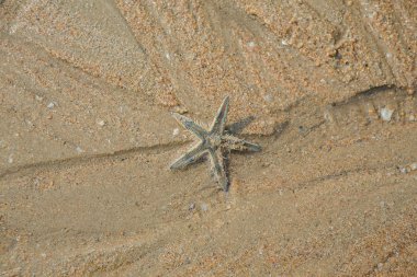 Sahilde denizyıldızı