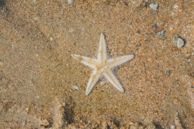 Sahilde denizyıldızı