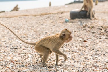 maymun. Yengeç yiyen şebeği. Asya Tayland