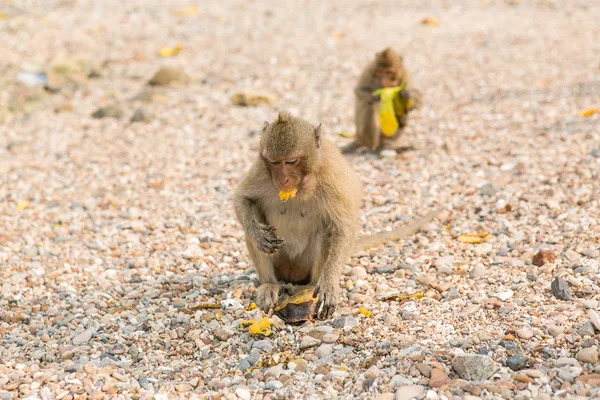 Monkey eats raw mango — Stock Photo, Image