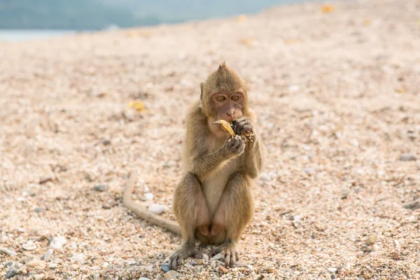 Singe. Macaque mangeur de crabes. Asie Thaïlande — Photo