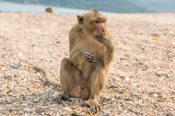 Scimmia. Macaco mangia granchi. Asia Thailandia — Foto Stock