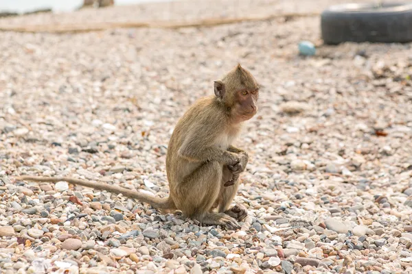 Mono. Macaco come cangrejos. Asia Tailandia — Foto de Stock