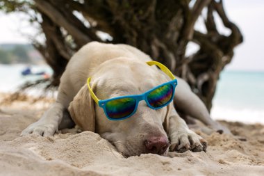 Köpek güneş gözlüğü takıyor.