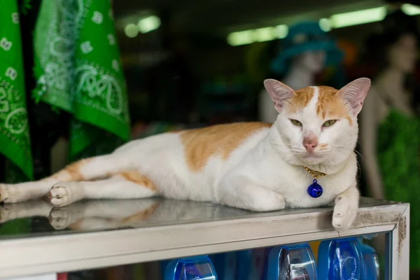 Gato con colgante — Foto de Stock