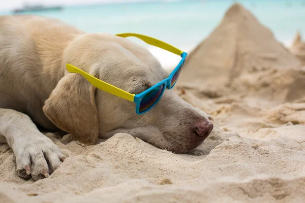 Hund mit Sonnenbrille — Stockfoto