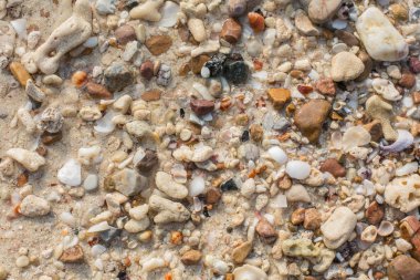 Deniz kabuğu ve taş parçaları doku