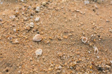 Kumsalda deniz kabukları 