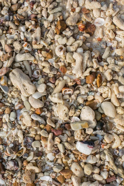 Морська оболонка і кам'яні шматочки текстури — стокове фото