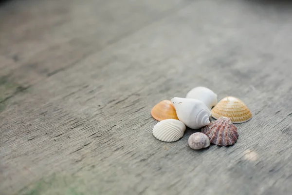 Seashells on the wooden background. — Stock Photo, Image