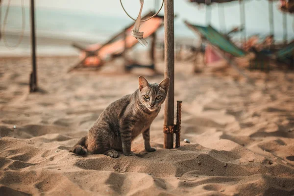 Gato sentado en la playa — Foto de Stock