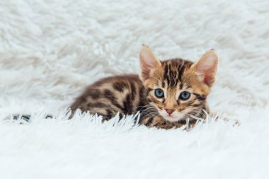 Bir aylık sevimli Bengal kedisi, beyaz bir battaniyenin üzerinde..