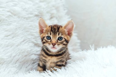 Bir aylık sevimli Bengal kedisi, beyaz bir battaniyenin üzerinde..