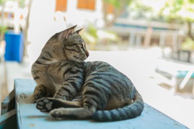 Kedi üzerinde ahşap masa rahatlatır