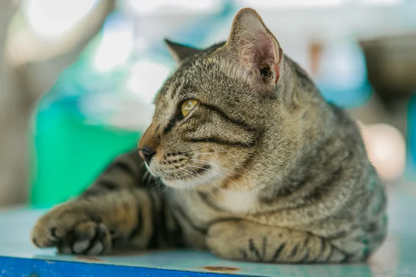 Gato se relaja en la mesa de madera — Foto de Stock