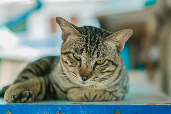 Gato se relaja en la mesa de madera — Foto de Stock