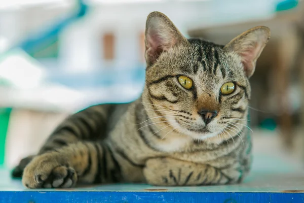 Kočka se uvolňuje na dřevěný stůl — Stock fotografie