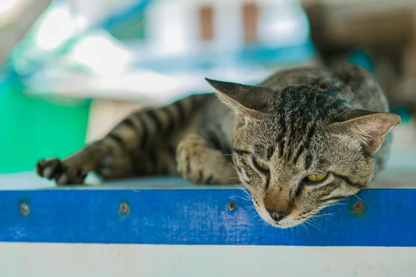 Kedi üzerinde ahşap masa rahatlatır — Stok fotoğraf