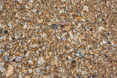 deniz kum doku yapılmış kabuk ve taş parçaları. 