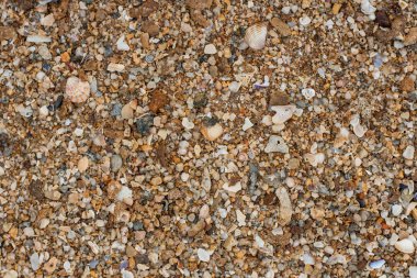 deniz kum doku yapılmış kabuk ve taş parçaları. 