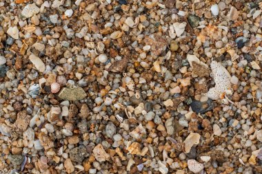 deniz kum doku yapılmış kabuk ve taş parçaları. 