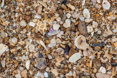 deniz kum doku yapılmış kabuk ve taş parçaları. 