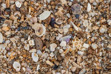 deniz kum doku yapılmış kabuk ve taş parçaları. 