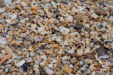 deniz kum doku yapılmış kabuk ve taş parçaları. 