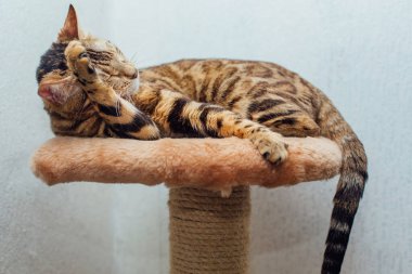 Genç, sevimli Bengal kedisi kedilerin evlerinin rafında uzanıyor ve kendini yıkıyor..