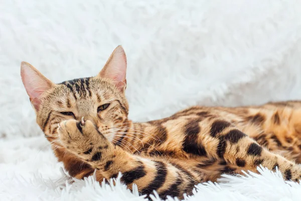 Bengalisk katt som ligger på den vita rasande filten — Stockfoto