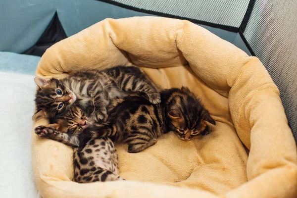 枕の上に寝そべっているベンガル炭の子猫 — ストック写真