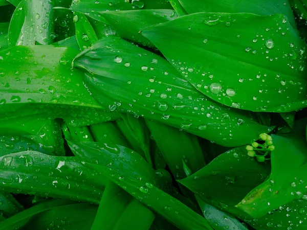 Raindrops Macro Leaves Lily Valley Fresh Green Leafs Closeup Dew — Stock Photo, Image